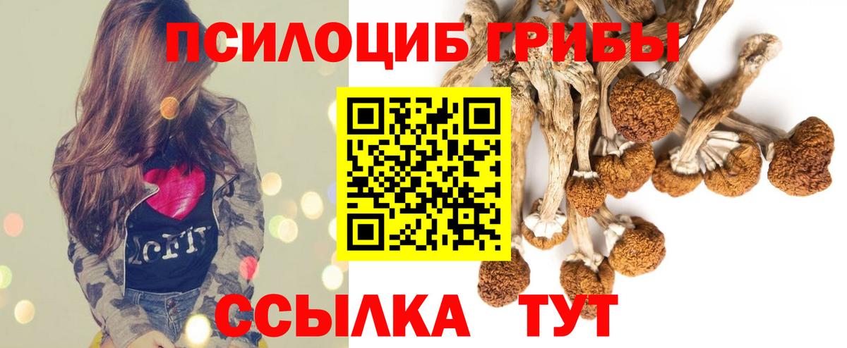 Кольчугино  Галлюциногенные грибы Psilocybe  Вход с VPN 